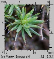 Polytrichum piliferum (płonnik włosisty)