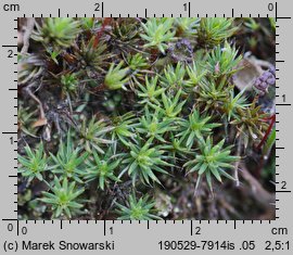 Polytrichum piliferum (płonnik włosisty)