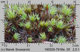 Polytrichum piliferum (płonnik włosisty)