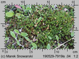 Polytrichum piliferum (płonnik włosisty)