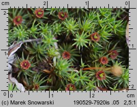 Polytrichum piliferum (płonnik włosisty)