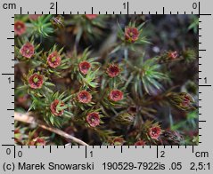 Polytrichum piliferum (płonnik włosisty)