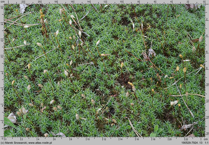 Polytrichum juniperinum (płonnik jałowcowaty)