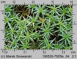 Polytrichum juniperinum (płonnik jałowcowaty)