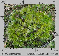 Dicranum scoparium (widłoząb miotłowy)