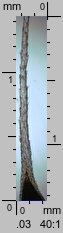 Polytrichum piliferum (płonnik włosisty)