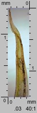 Ceratodon purpureus (zęboróg czerwonawy)