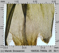 Dicranum scoparium (widłoząb miotłowy)