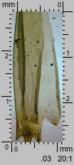 Dicranum scoparium (widłoząb miotłowy)