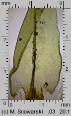 Dicranum scoparium (widłoząb miotłowy)