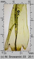 Dicranum scoparium (widłoząb miotłowy)