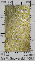 Dicranum scoparium (widłoząb miotłowy)