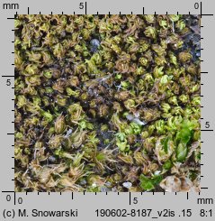 Barbula convoluta (zwojek skręcony)