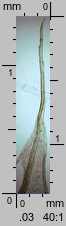 Funaria hygrometrica (skrętek wilgociomierczy)