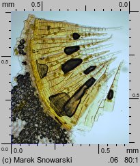 Amblystegium serpens (krzywoszyj rozesłany)