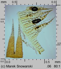 Amblystegium serpens (krzywoszyj rozesłany)