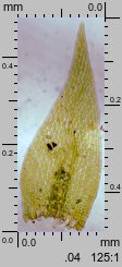 Amblystegium serpens (krzywoszyj rozesłany)