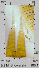 Amblystegium serpens (krzywoszyj rozesłany)