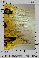 Amblystegium serpens (krzywoszyj rozesłany)