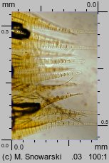 Amblystegium serpens (krzywoszyj rozesłany)