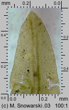 Barbula convoluta (zwojek skręcony)