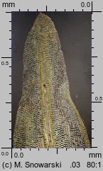 Barbula convoluta (zwojek skręcony)