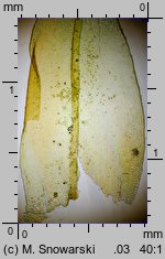 Schistidium apocarpum (rozłupek nierodzajny)