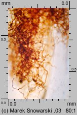 Encalypta vulgaris (opończyk szczypcowy)