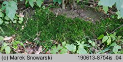 Atrichum undulatum (żurawiec falisty)