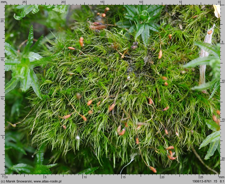 Dicranella heteromalla (widłoząbek włoskowy)