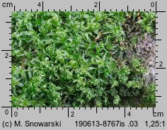 Atrichum undulatum (żurawiec falisty)