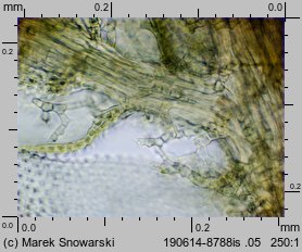 Thuidium philibertii (tujowiec włoskolistny)