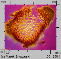 Tortella tortuosa (kędzierzawka pospolita)