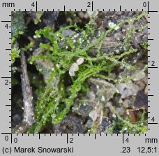 Cephaloziella divaricata (buławniczka zwyczajna)