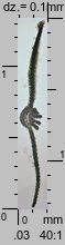 Atrichum undulatum (żurawiec falisty)
