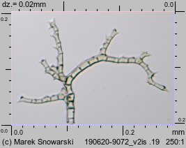 Thuidium philibertii (tujowiec włoskolistny)