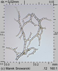 Thuidium philibertii (tujowiec włoskolistny)