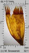 Dicranella heteromalla (widłoząbek włoskowy)