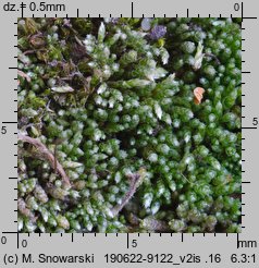 Bryum argenteum (prątnik srebrzysty)