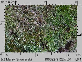 Bryum argenteum (prątnik srebrzysty)