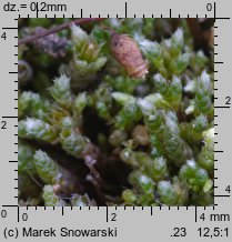 Bryum argenteum (prątnik srebrzysty)