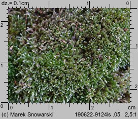 Bryum argenteum (prątnik srebrzysty)