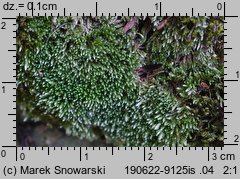 Bryum argenteum (prątnik srebrzysty)