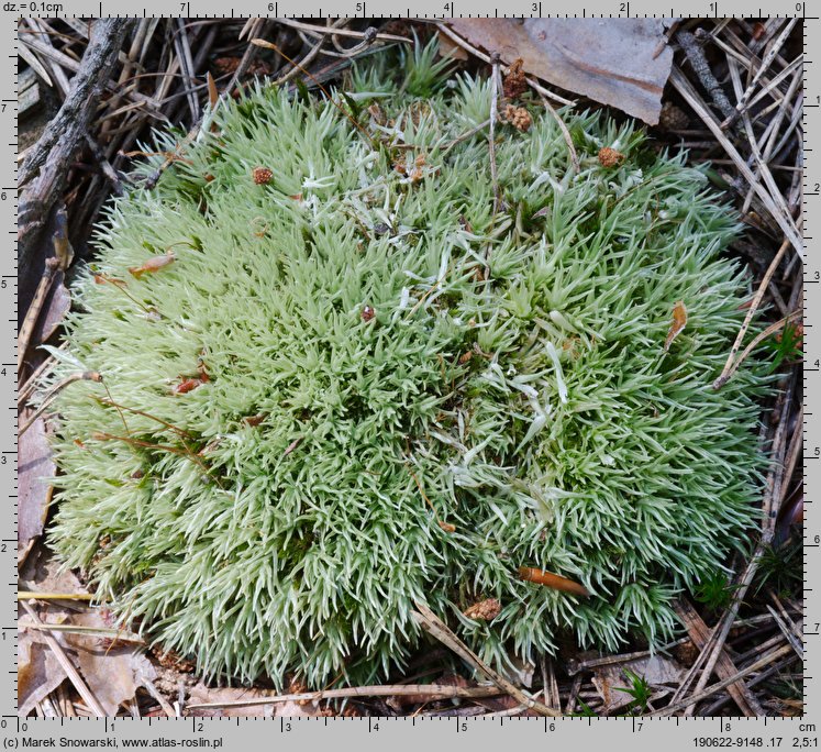 Leucobryum glaucum (bielistka siwa)