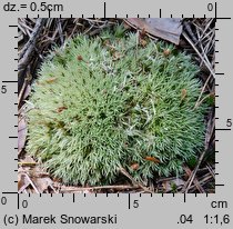 Leucobryum glaucum (bielistka siwa)