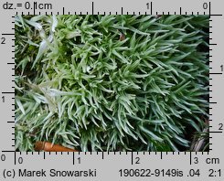 Leucobryum glaucum (bielistka siwa)