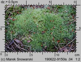 Leucobryum glaucum (bielistka siwa)