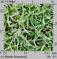 Leucobryum glaucum (bielistka siwa)