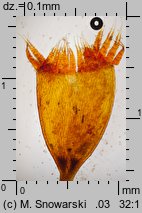 Dicranella heteromalla (widłoząbek włoskowy)