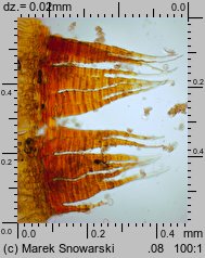 Dicranella heteromalla (widłoząbek włoskowy)